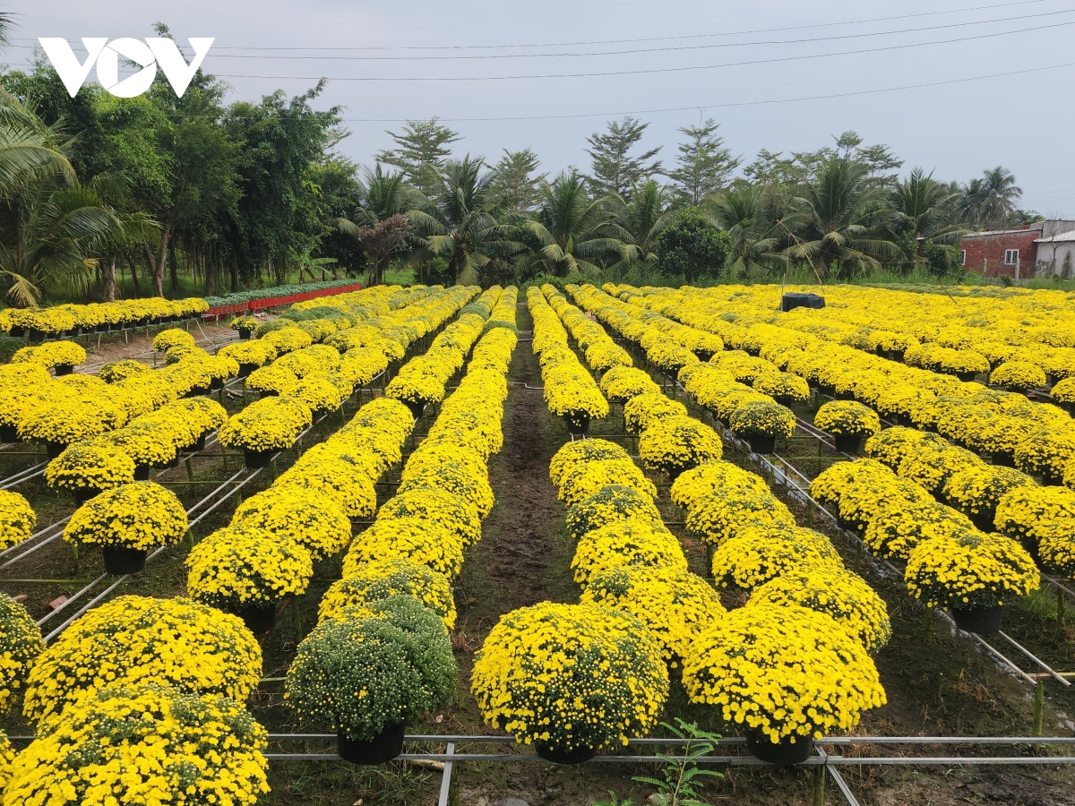 Vĩnh Long, Đồng Tháp tổ chức “phiên chợ” livestream giúp nhà nông bán hoa nở sớm